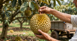 Malaysia's durian boom sours as prices plunge