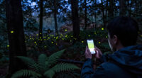 Why Tell A Story About Vallon Creux’s Synchronous Fireflies?